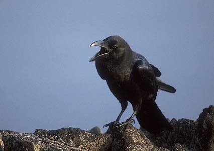 Large-billed Crow (Corvus macrorhynchos) photo image