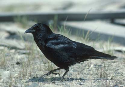 Northwestern Crow (Corvus caurinus) photo image