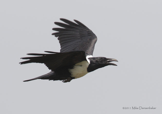 Pied Crow (Corvus albus) photo image