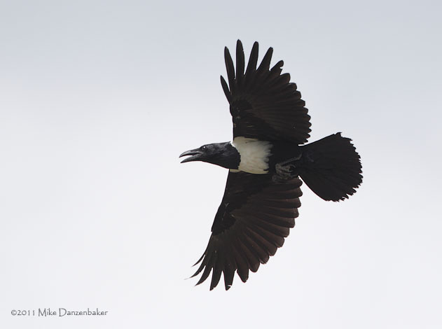 Pied Crow (Corvus albus) photo image