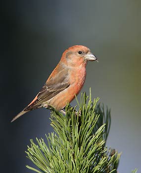 Red Crossbill (Loxia curvirostra) photo image