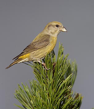 Red Crossbill (Loxia curvirostra) photo image