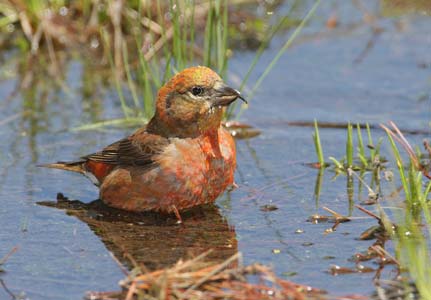Red Crossbill (Loxia curvirostra) photo