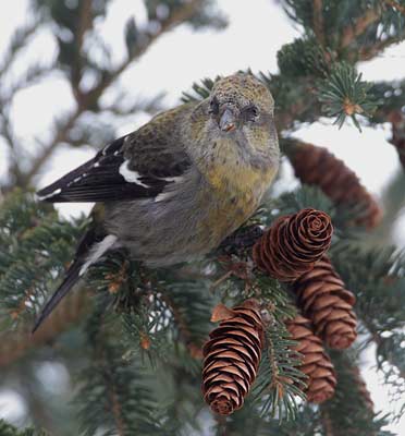 White-winged Crossbill (Loxia leucoptera) photo