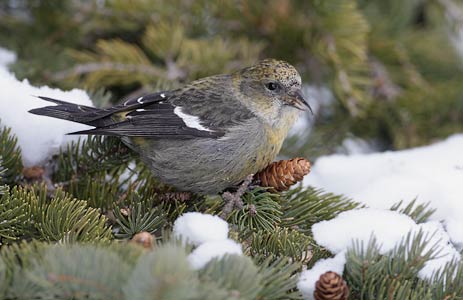 White-winged Crossbill (Loxia leucoptera) photo
