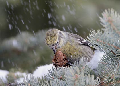 White-winged Crossbill (Loxia leucoptera) photo