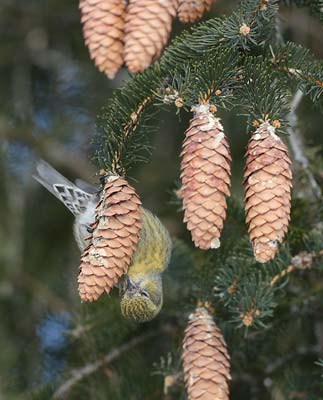 White-winged Crossbill (Loxia leucoptera) photo