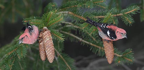 White-winged Crossbill (Loxia leucoptera) photo