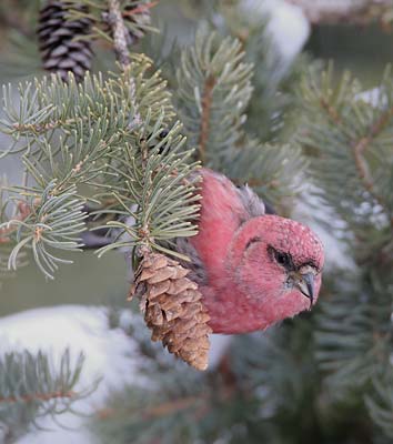 White-winged Crossbill (Loxia leucoptera) photo