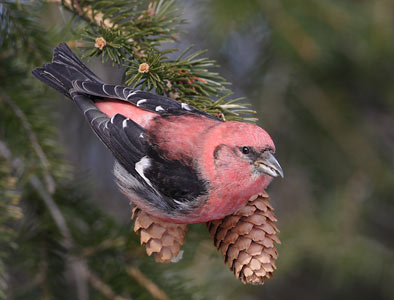 Two-barred Crossbill (Loxia leucoptera) photo