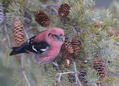 White-winged Crossbill (Loxia leucoptera) photo