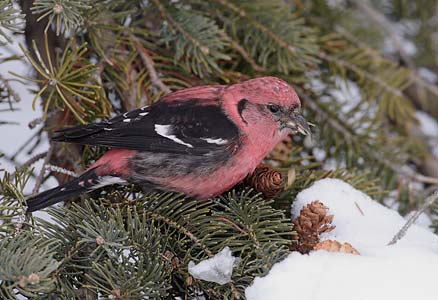 White-winged Crossbill (Loxia leucoptera) photo