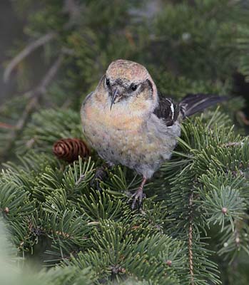 White-winged Crossbill (Loxia leucoptera) photo