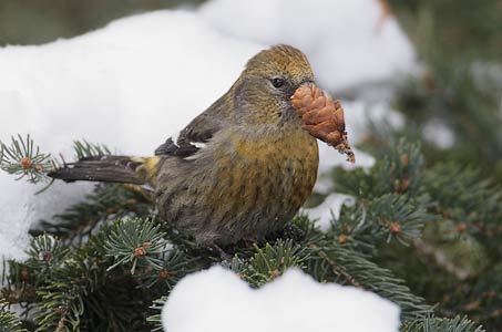 White-winged Crossbill (Loxia leucoptera) photo