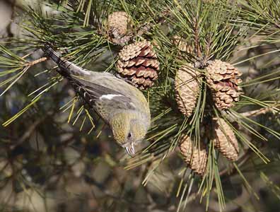 White-winged Crossbill (Loxia leucoptera) photo