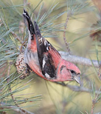 White-winged Crossbill (Loxia leucoptera) photo