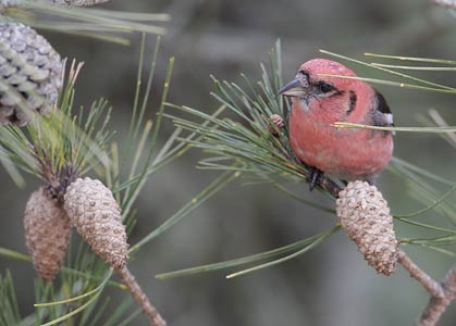 White-winged Crossbill (Loxia leucoptera) photo