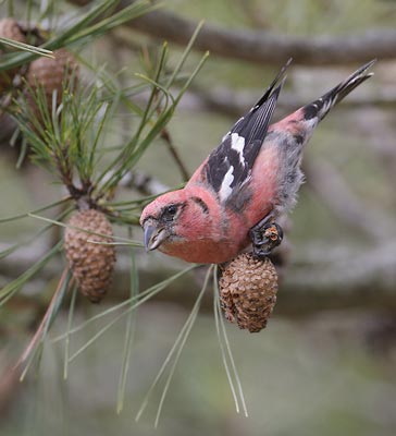 White-winged Crossbill (Loxia leucoptera) photo