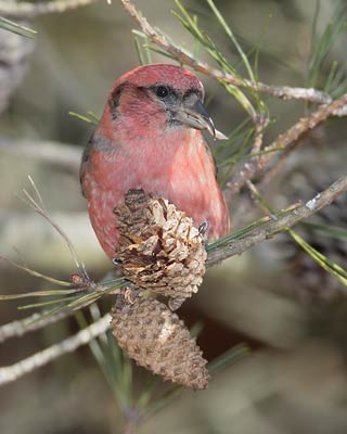 White-winged Crossbill (Loxia leucoptera) photo