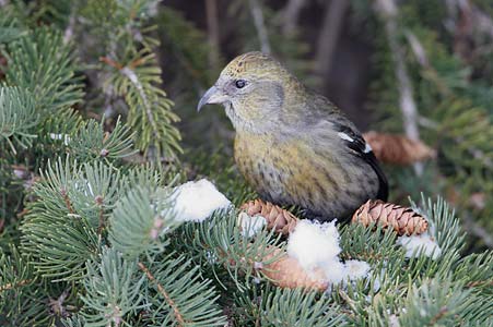 White-winged Crossbill (Loxia leucoptera) photo