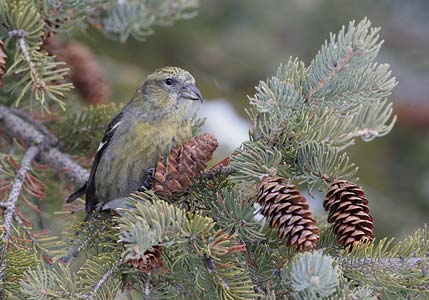 White-winged Crossbill (Loxia leucoptera) photo