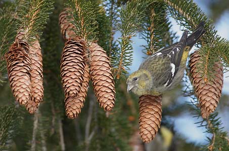 White-winged Crossbill (Loxia leucoptera) photo