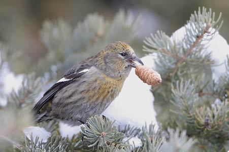 White-winged Crossbill (Loxia leucoptera) photo