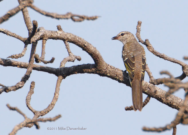 Red-shouldered Cuckooshrike (Campephaga phoenicea) photo image