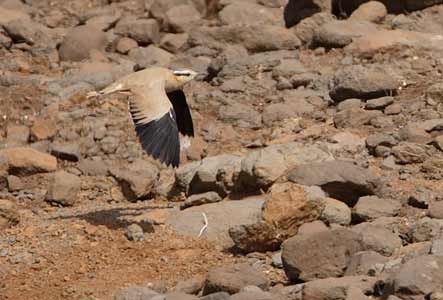 Cream-colored Courser (Cursorius cursor) photo image