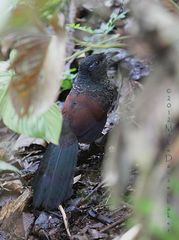 Banded Ground Cuckoo (Neomorphus radiolosus) photo image