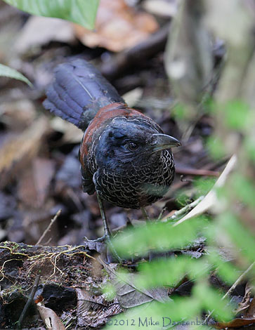 Banded Ground Cuckoo (Neomorphus radiolosus) photo image