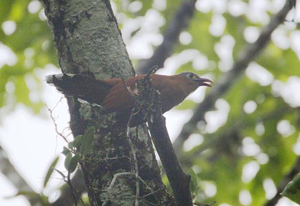 Black-bellied Cuckoo (Piaya melanogaster) photo image