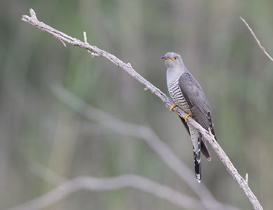 Common Cuckoo (Cuculus canorus) photo image