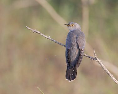 Common Cuckoo (Cuculus canorus) photo image