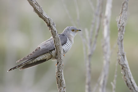 Common Cuckoo (Cuculus canorus) photo image