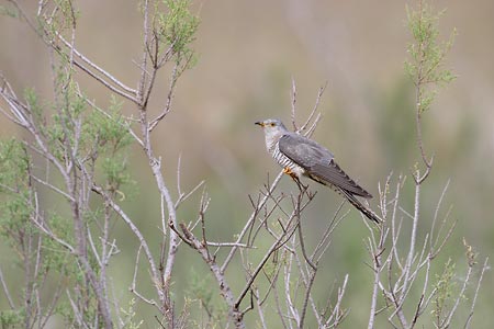 Common Cuckoo (Cuculus canorus) photo image