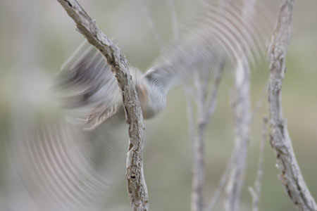 Common Cuckoo (Cuculus canorus) photo image