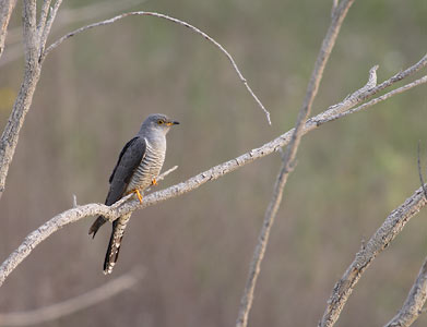 Common Cuckoo (Cuculus canorus) photo image