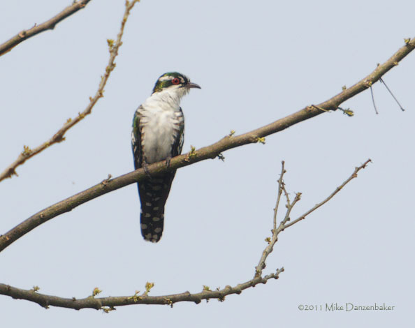 Dideric Cuckoo (Chrysococcyx caprius) photo image