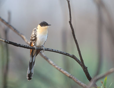 Great Spotted Cuckoo (Clamator glandarius) photo image
