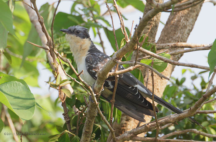 Great Spotted Cuckoo (Clamator glandarius) photo image