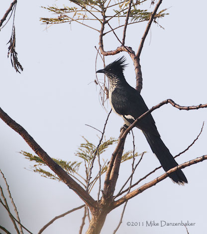 Levaillant's Cuckoo (Clamator levaillantii) photo image