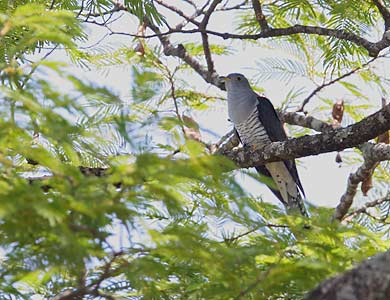 Madagascar Cuckoo (Cuculus rochii) photo image