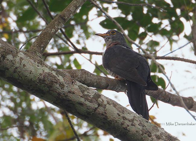 Red-chested Cuckoo (Cuculus solitarius) photo image