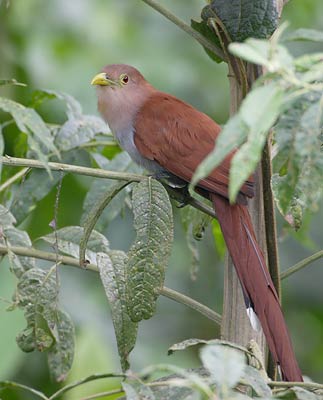 Squirrel Cuckoo (Piaya cayana) photo image