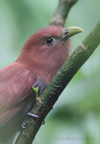 Squirrel Cuckoo (Piaya cayana) photo image