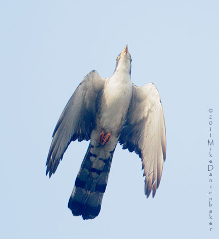 Thick-billed Cuckoo (Pachycoccyx audeberti) photo image