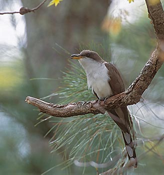 Yellow-billed Cuckoo (Coccyzus americanus) photo image