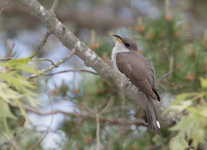 Yellow-billed Cuckoo (Coccyzus americanus) photo image
