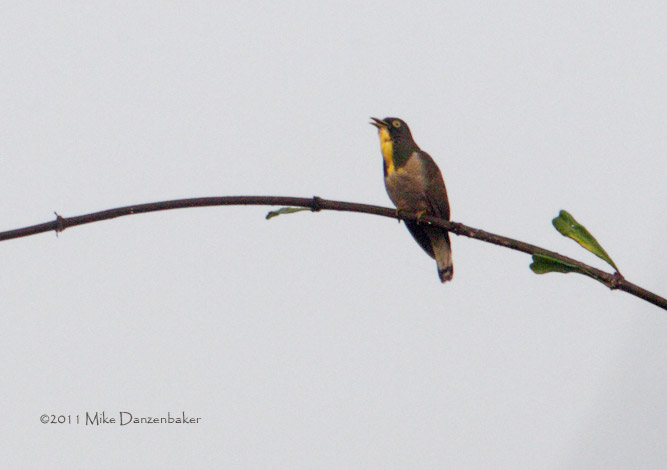Yellow-throated Cuckoo (Chrysococcyx flavigularis) photo image